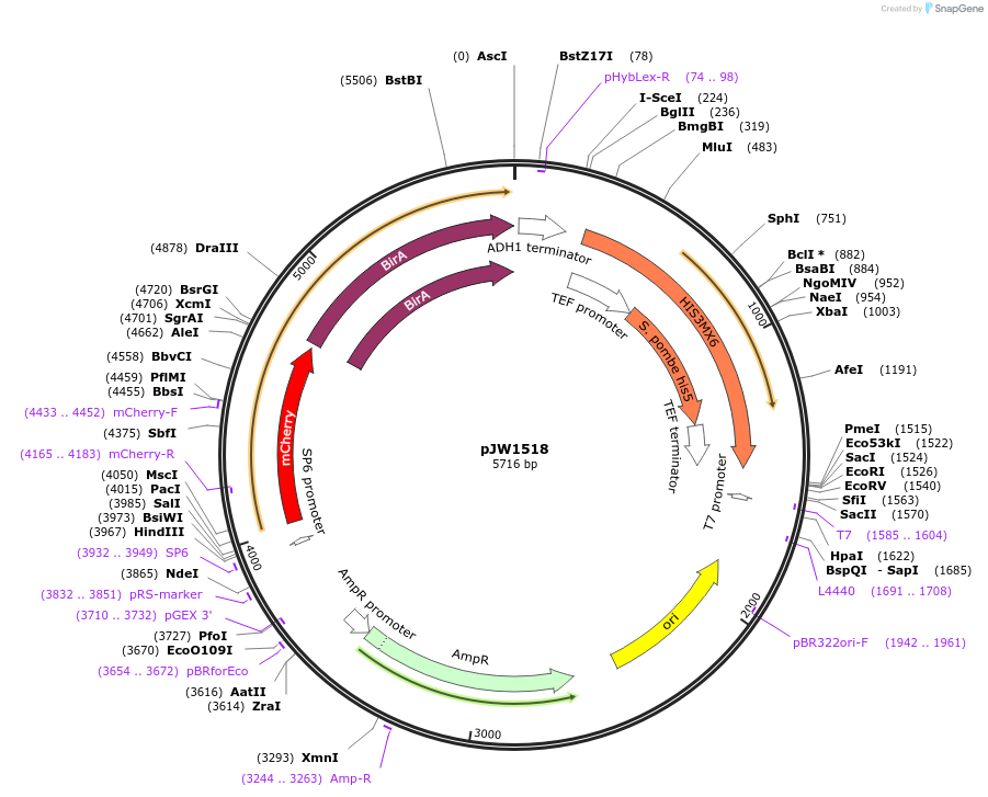 62388-plasmid-map-sequence-id-102445