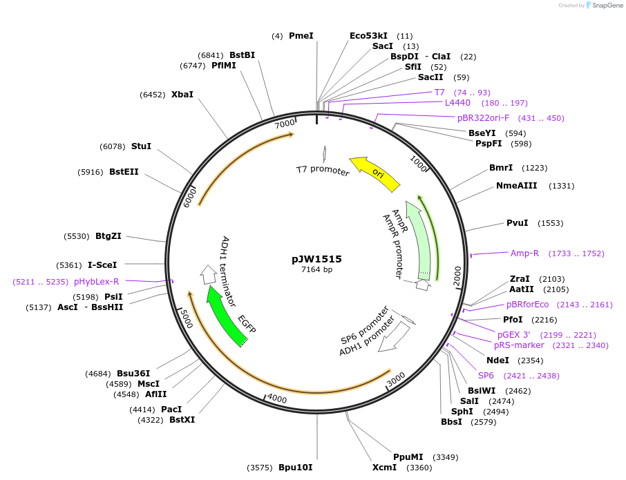 62385-plasmid-map-sequence-id-102448