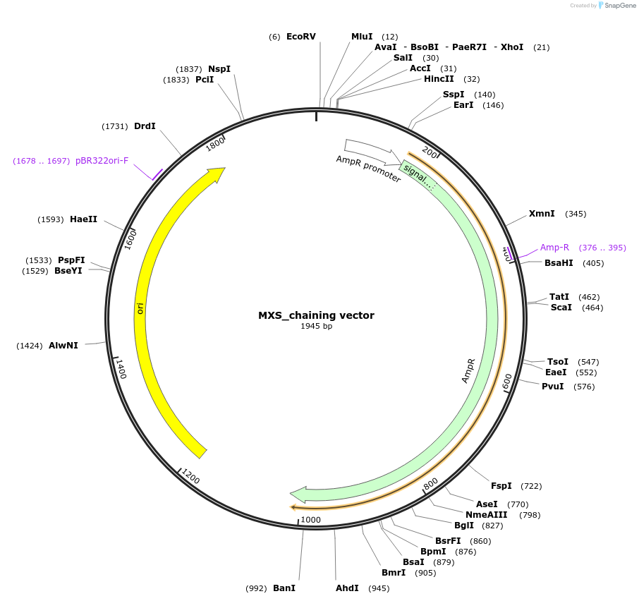 62394-plasmid-map-sequence-id-102455