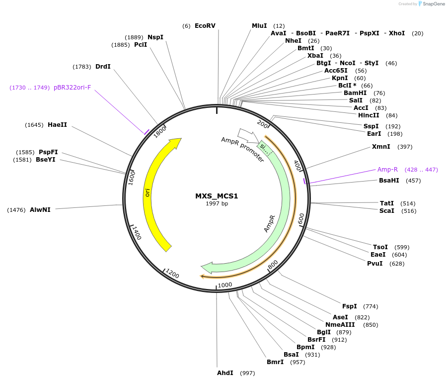 62395-plasmid-map-sequence-id-102456