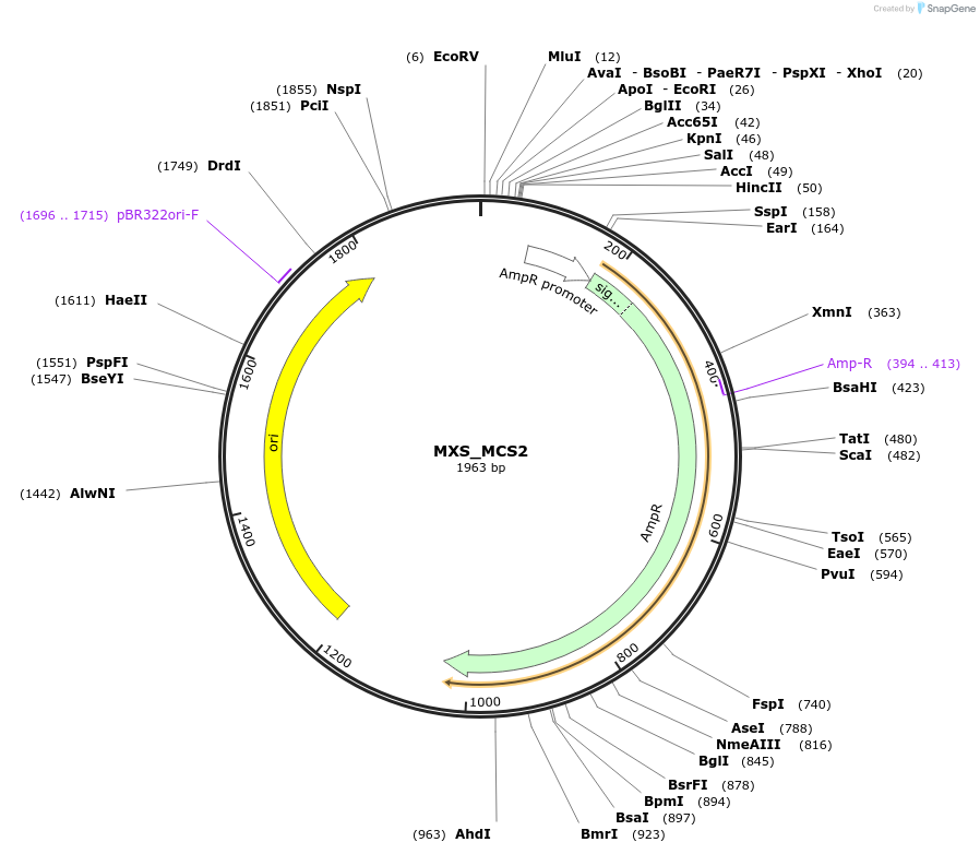 62396-plasmid-map-sequence-id-102457