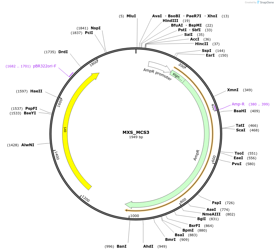 62397-plasmid-map-sequence-id-102458