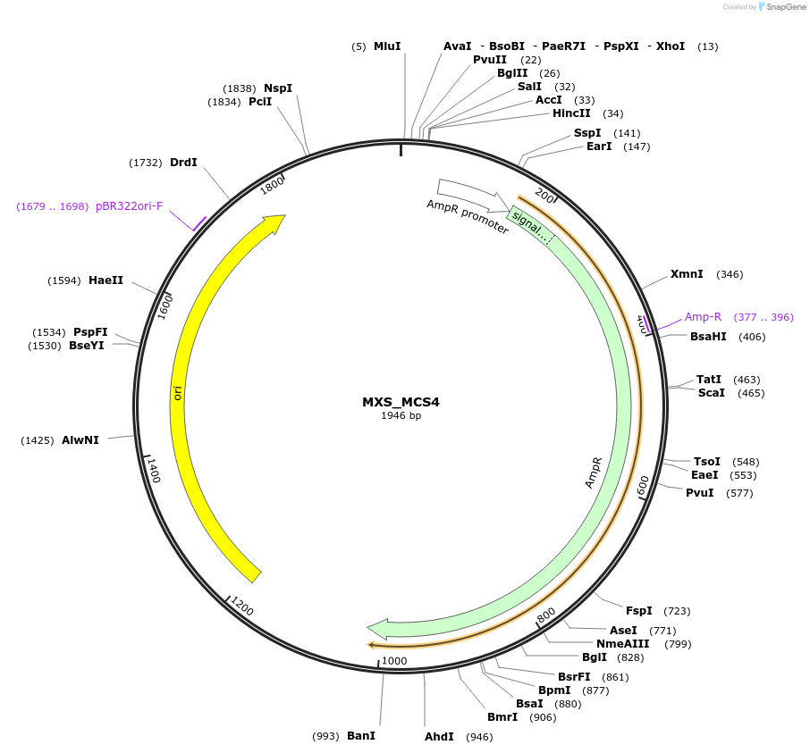 62398-plasmid-map-sequence-id-102459