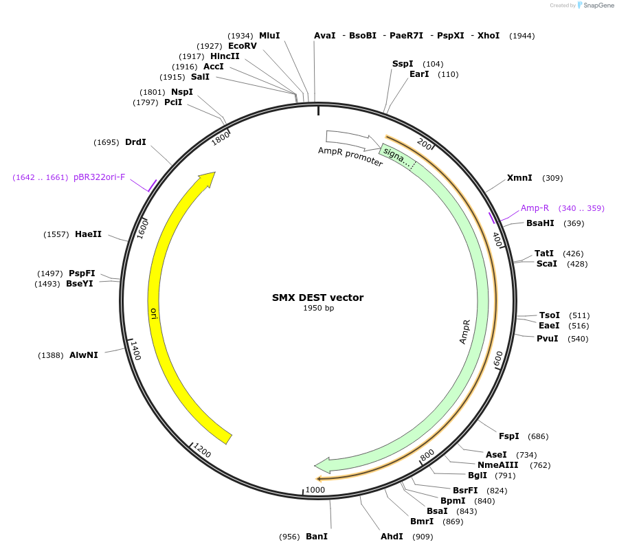 62399-plasmid-map-sequence-id-102460