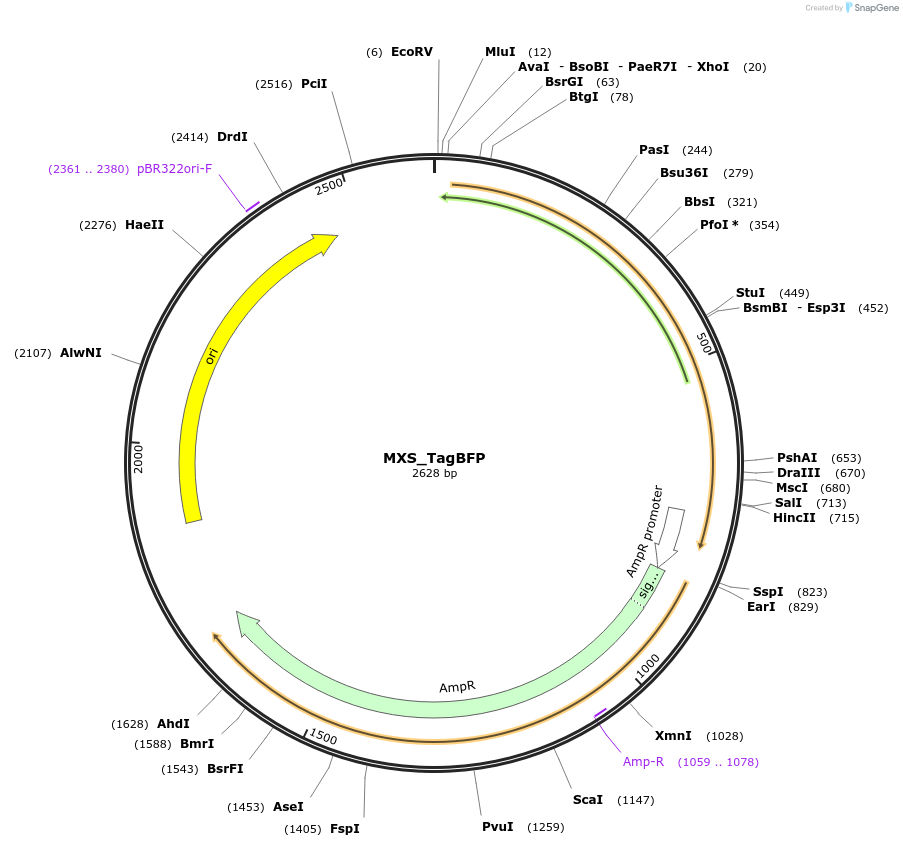 62400-plasmid-map-sequence-id-102461