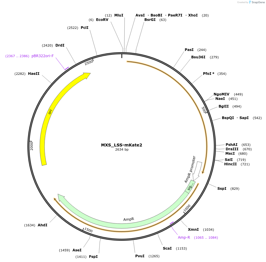 62402-plasmid-map-sequence-id-102463
