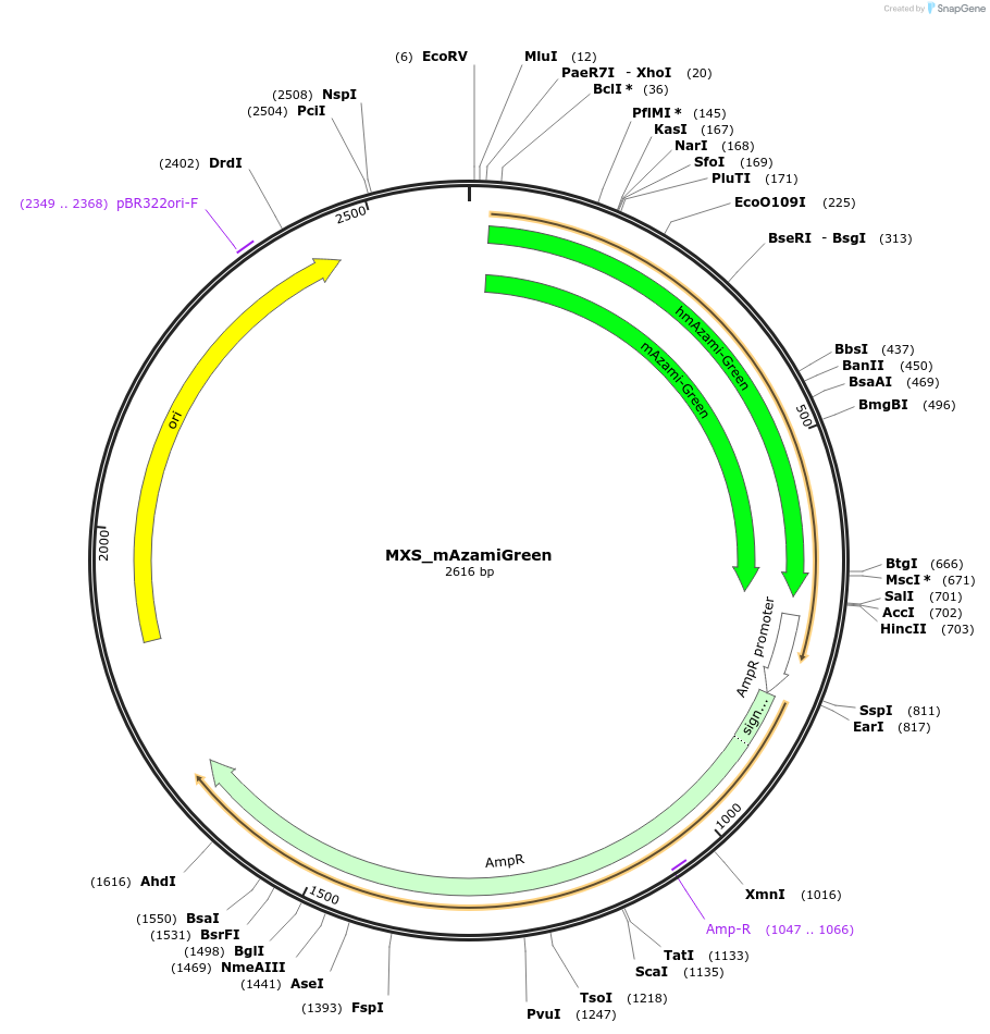 62404-plasmid-map-sequence-id-102465