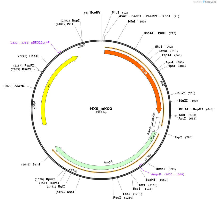 62406-plasmid-map-sequence-id-102467