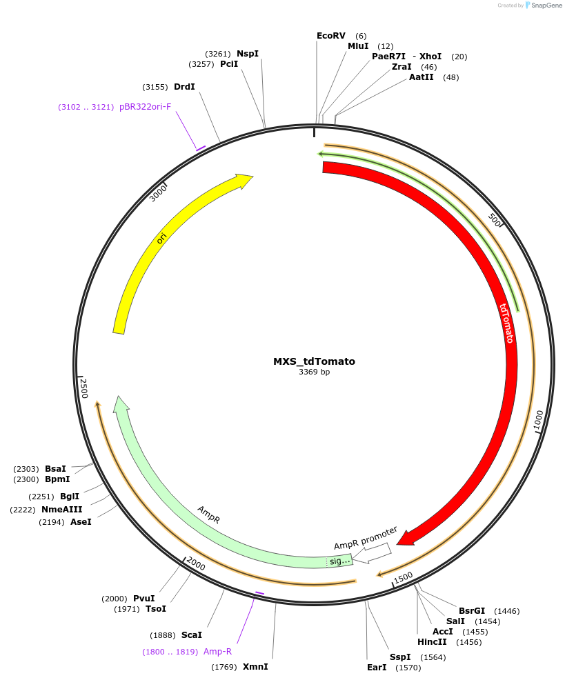 62407-plasmid-map-sequence-id-102468