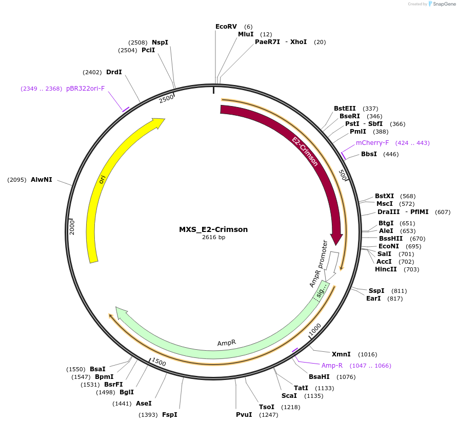 62410-plasmid-map-sequence-id-102471
