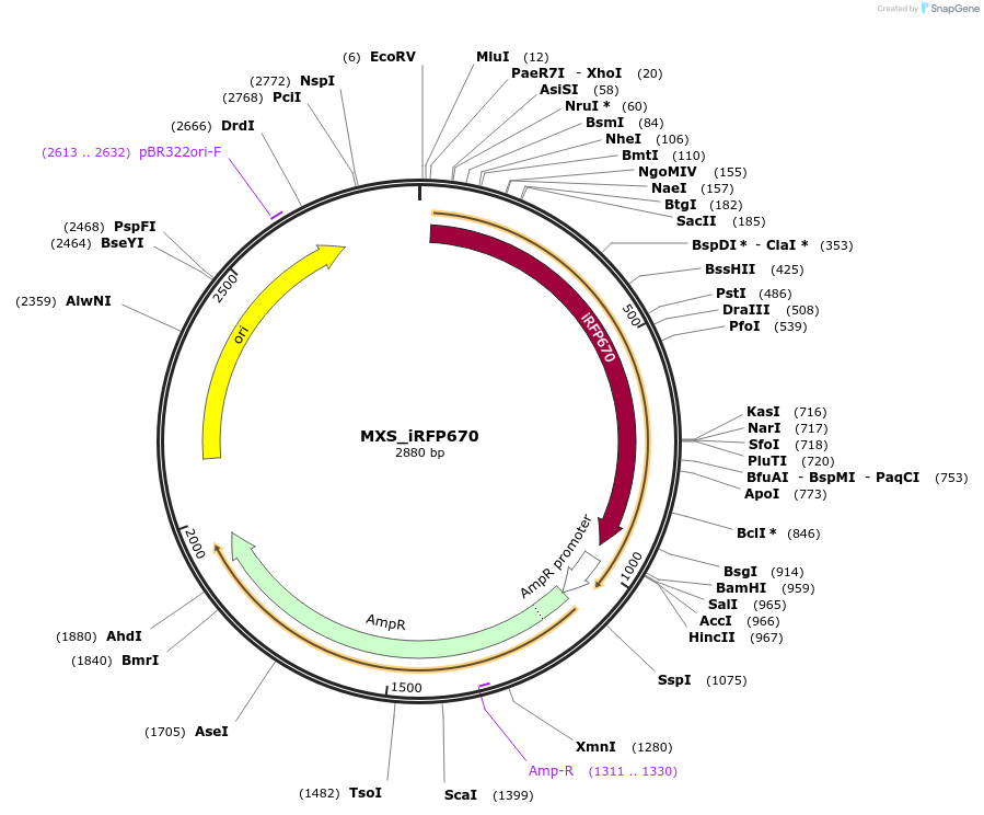 62411-plasmid-map-sequence-id-102472