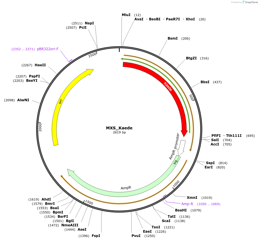 62413-plasmid-map-sequence-id-102474