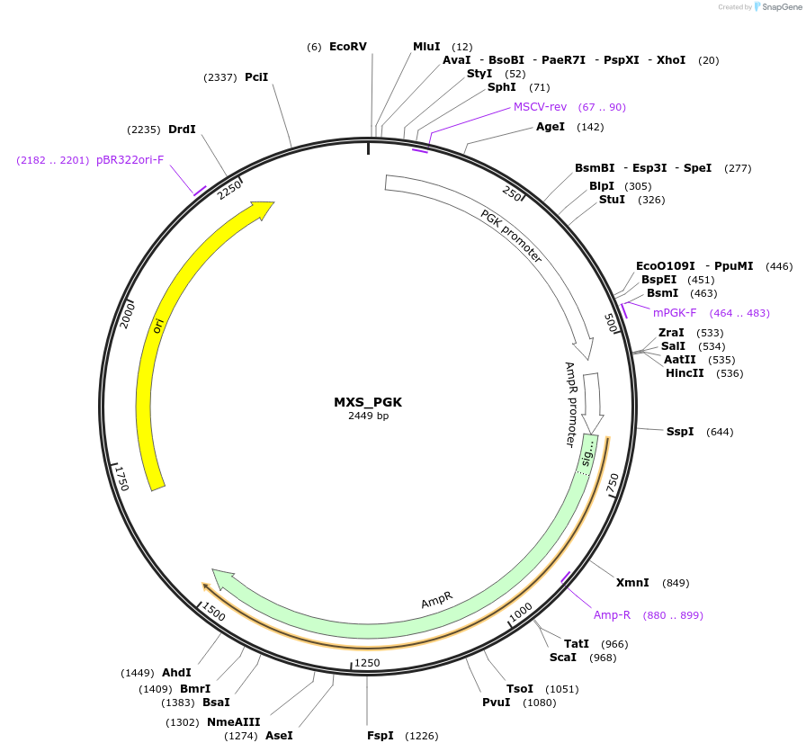 62414-plasmid-map-sequence-id-102475