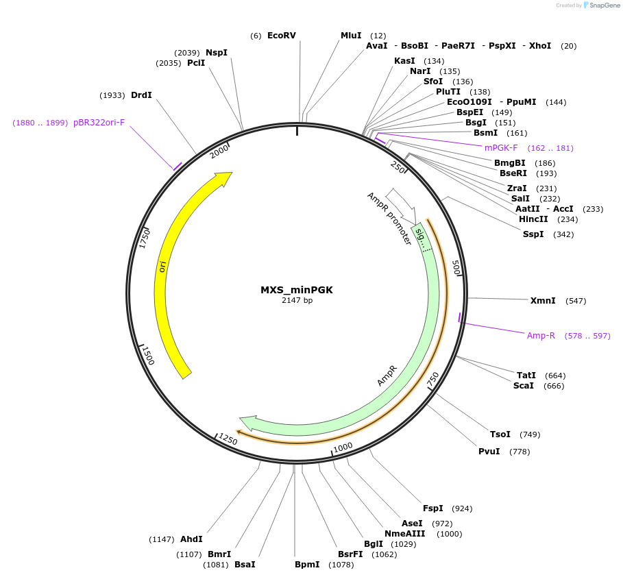 62415-plasmid-map-sequence-id-102476