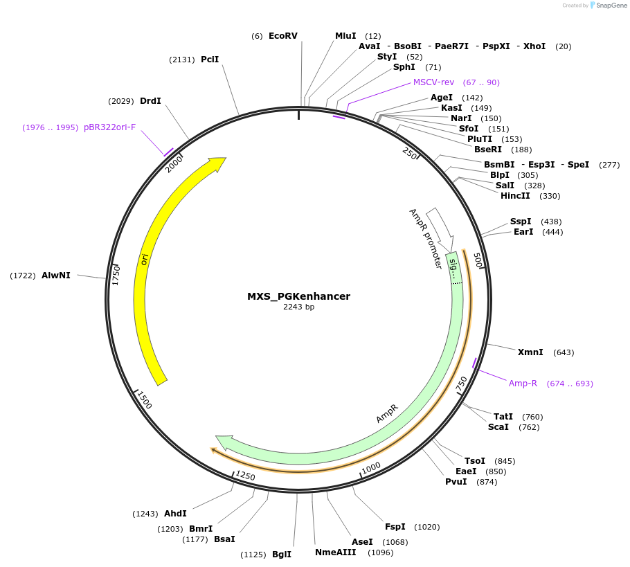 62416-plasmid-map-sequence-id-102477