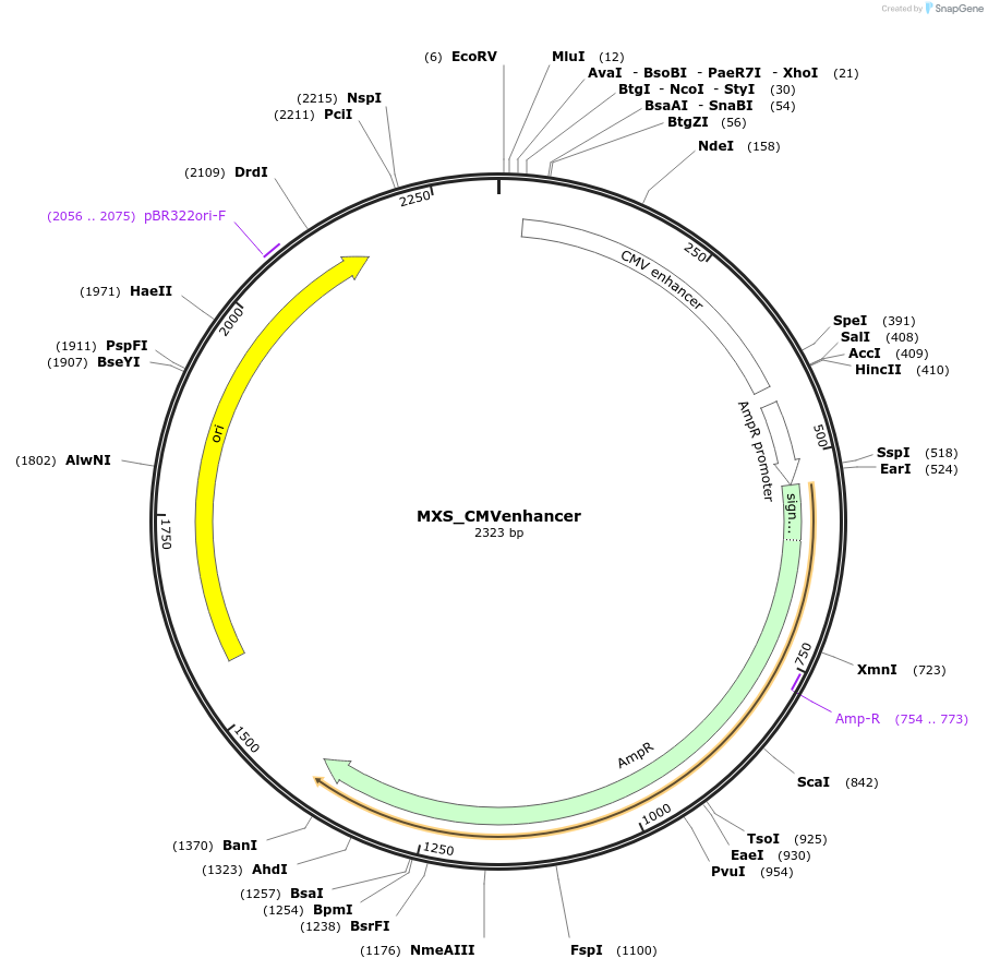 62419-plasmid-map-sequence-id-102480