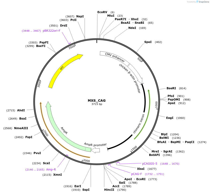 62420-plasmid-map-sequence-id-102481
