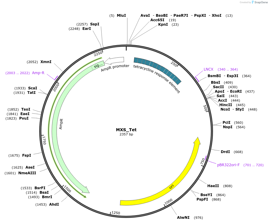 62422-plasmid-map-sequence-id-102483