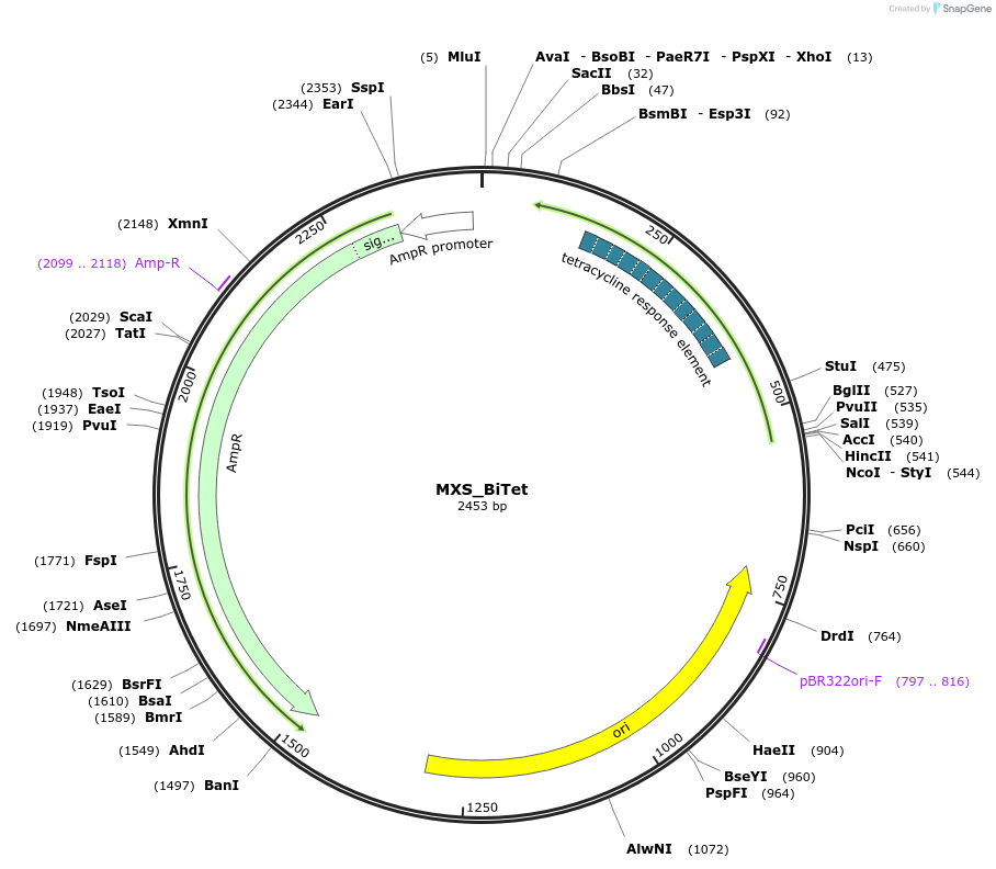 62423-plasmid-map-sequence-id-102484