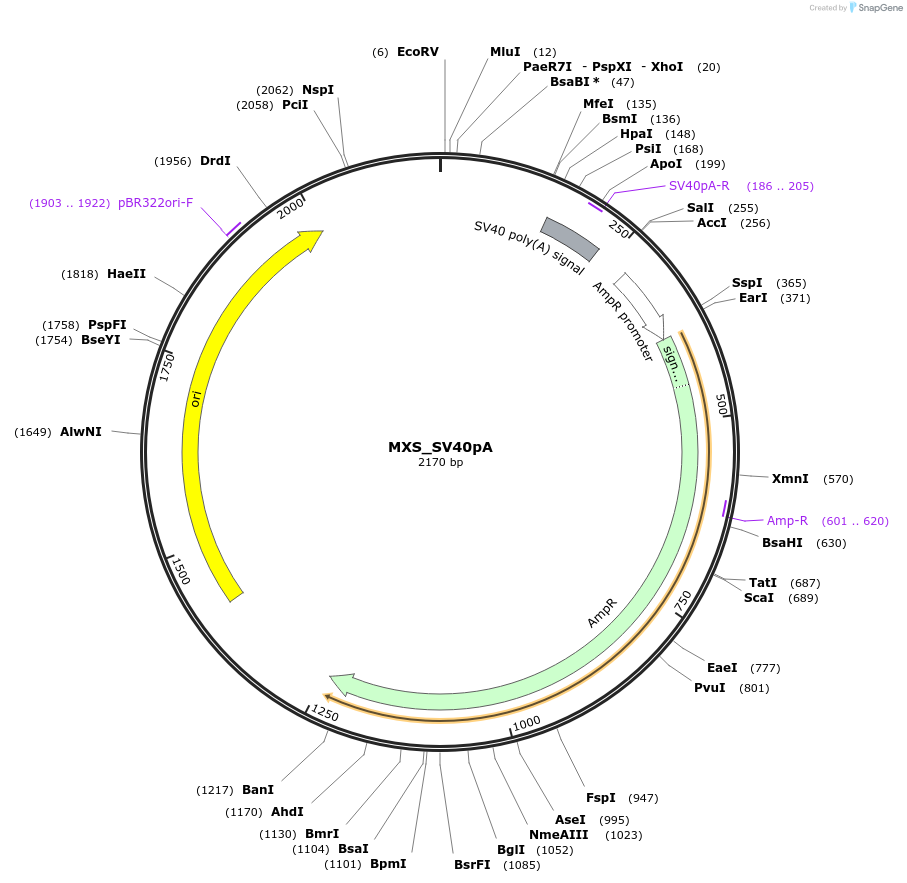 62426-plasmid-map-sequence-id-102487