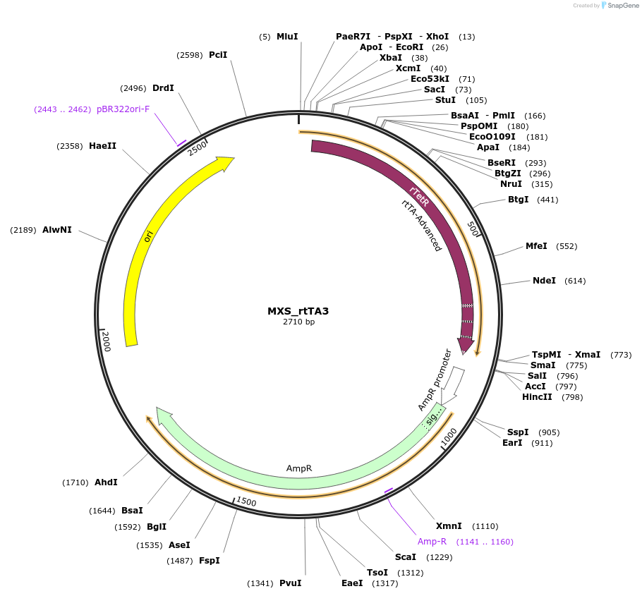 62428-plasmid-map-sequence-id-102489
