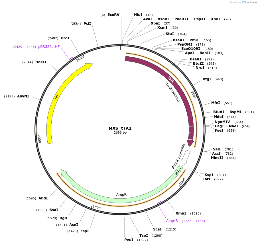 62429-plasmid-map-sequence-id-102490