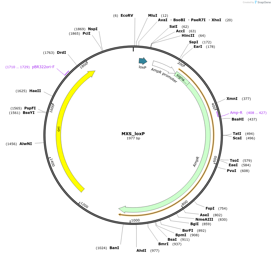 62430-plasmid-map-sequence-id-102491