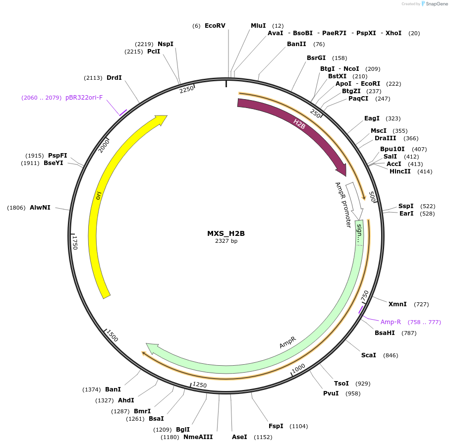 62432-plasmid-map-sequence-id-102493