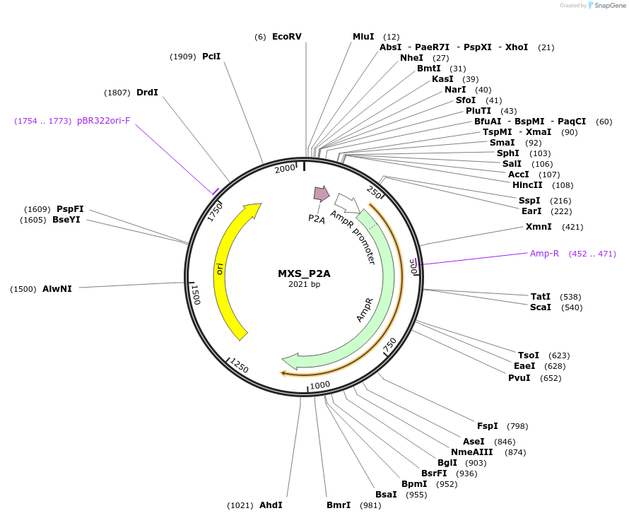 62433-plasmid-map-sequence-id-102494