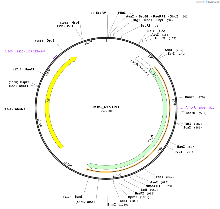 62434-plasmid-map-sequence-id-102495