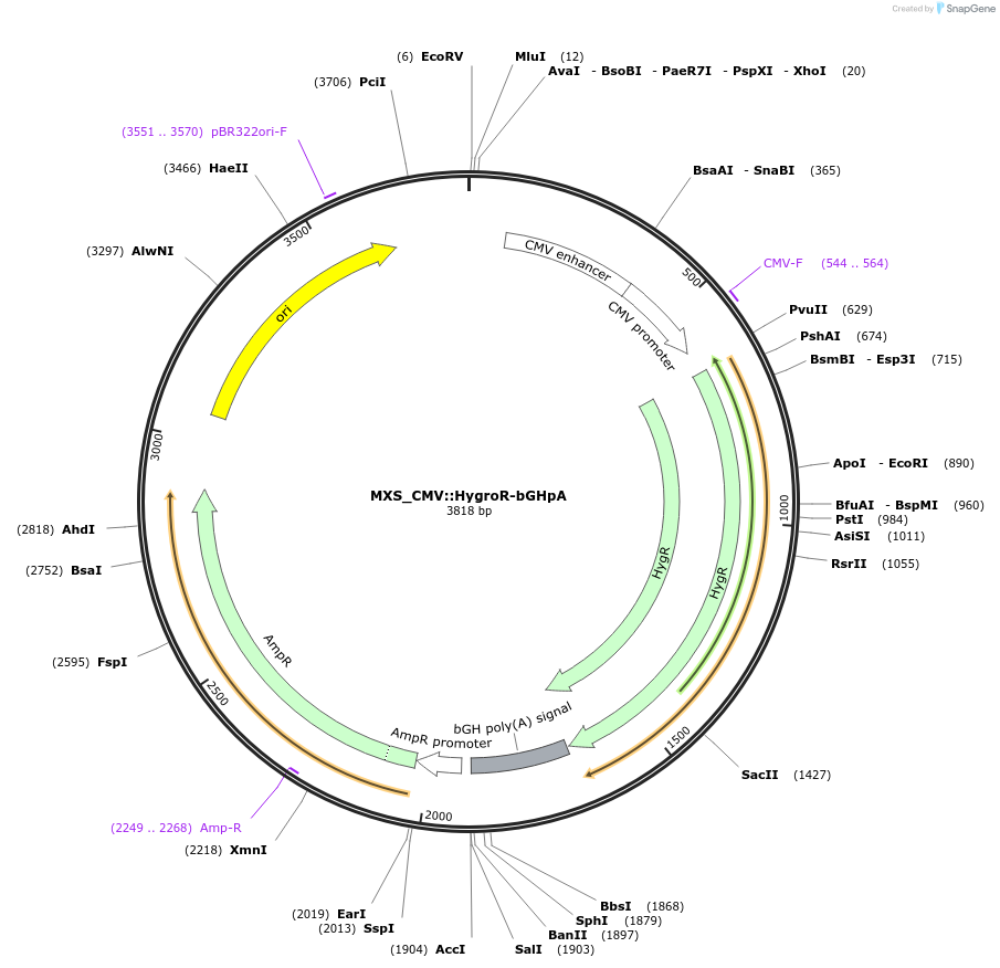 62435-plasmid-map-sequence-id-102496