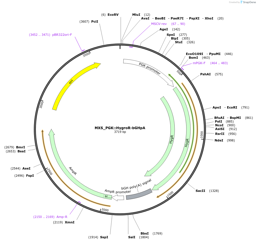 62436-plasmid-map-sequence-id-102497