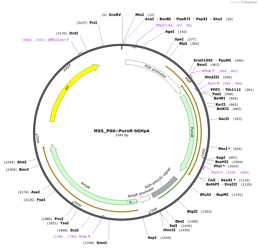 62440-plasmid-map-sequence-id-102501