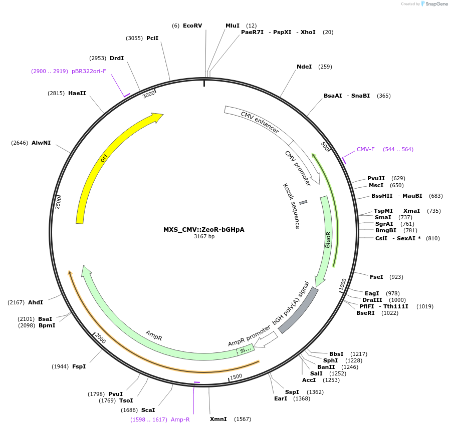 62441-plasmid-map-sequence-id-102502