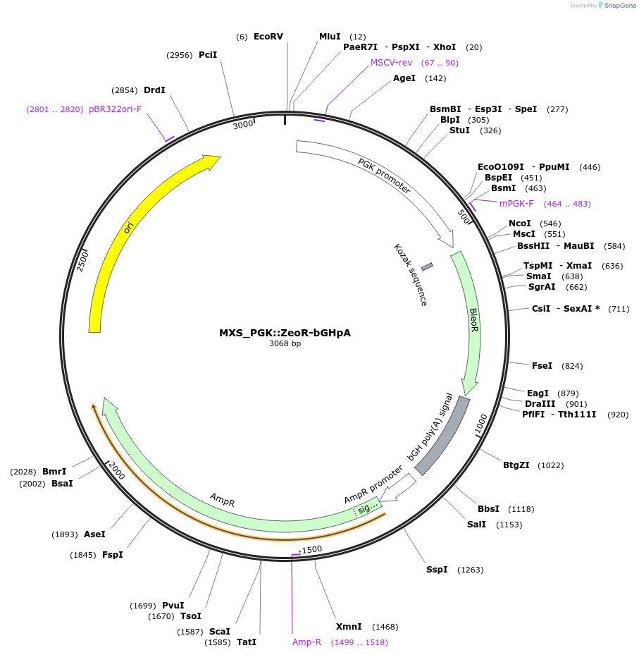 62442-plasmid-map-sequence-id-102503
