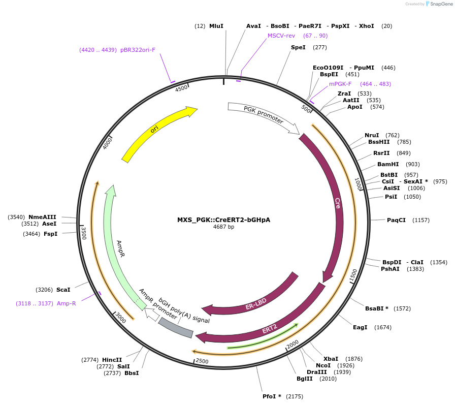 62444-plasmid-map-sequence-id-102505