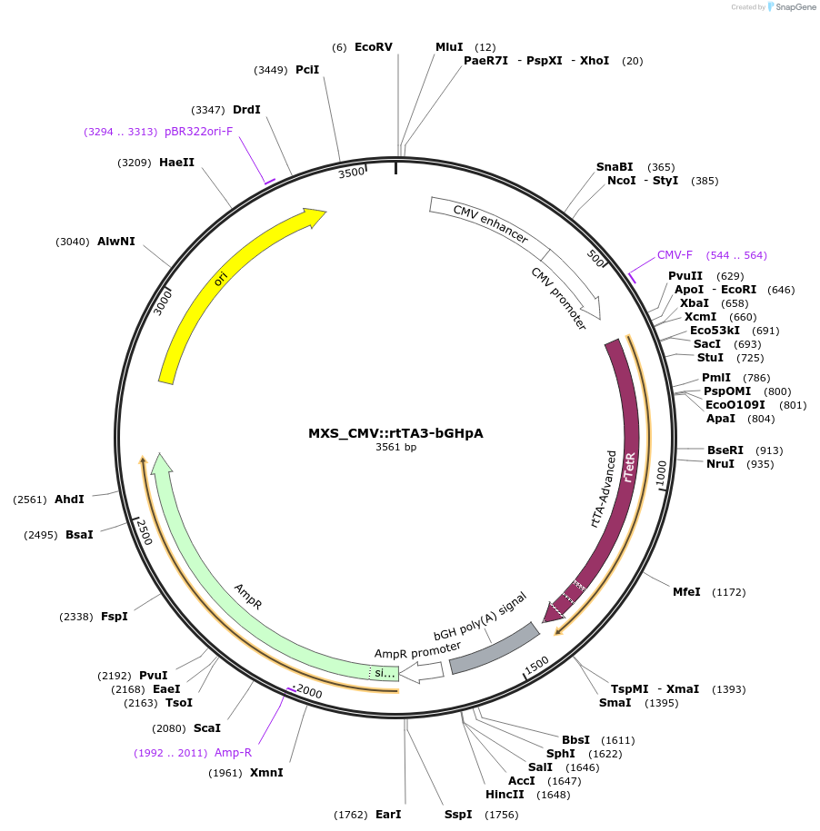 62445-plasmid-map-sequence-id-102506