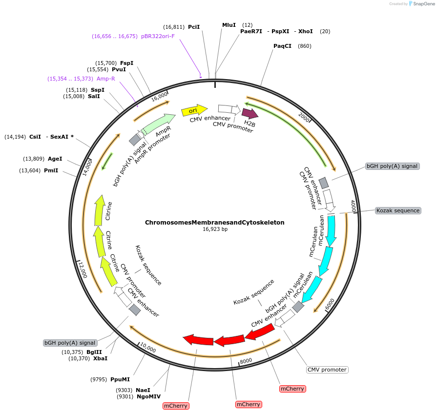 62450-plasmid-map-sequence-id-102511