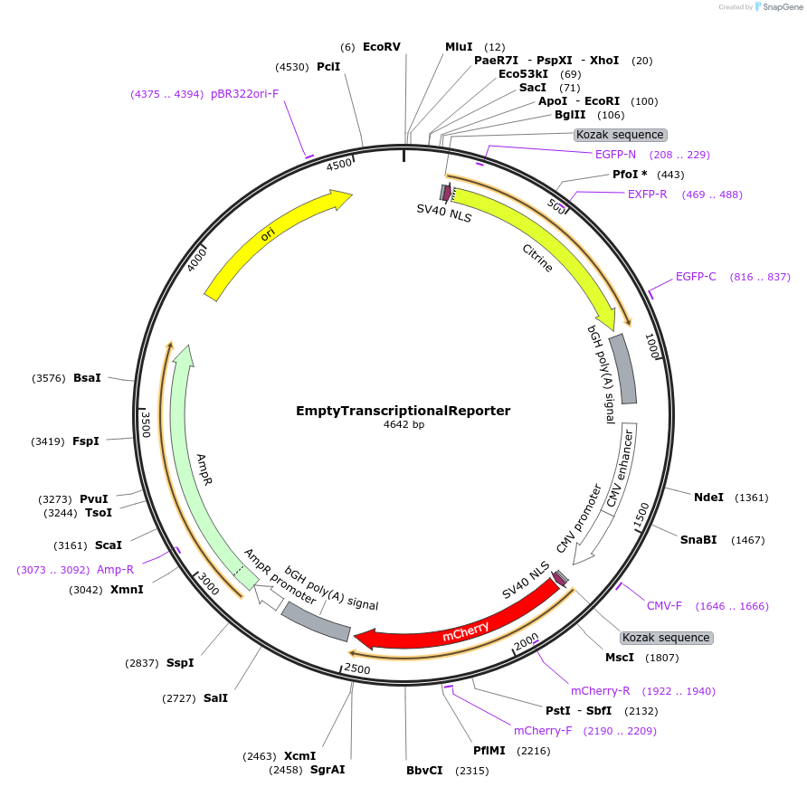 62453-plasmid-map-sequence-id-102514