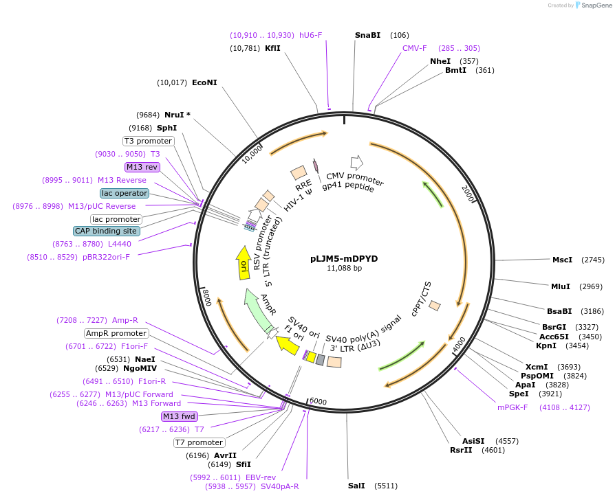 61614-plasmid-map-sequence-id-102521