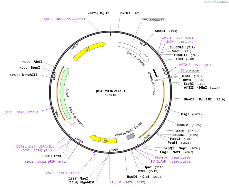 22362-plasmid-map-sequence-id-10271