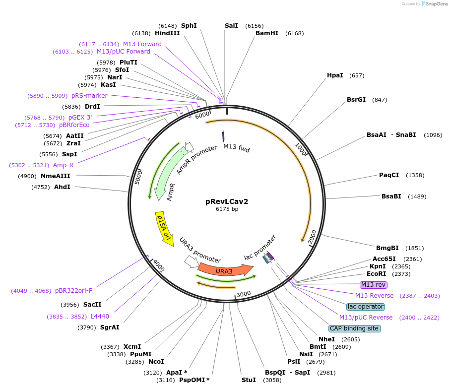 60806-plasmid-map-sequence-id-102729