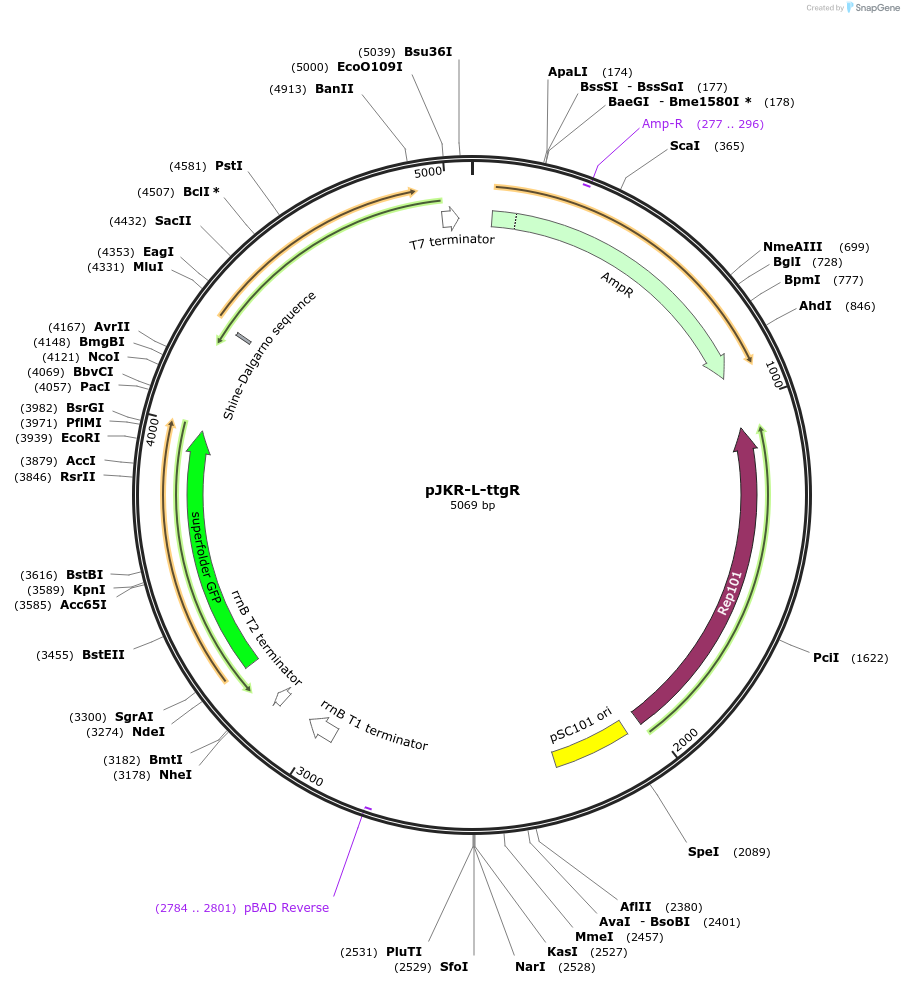 62566-plasmid-map-sequence-id-102828