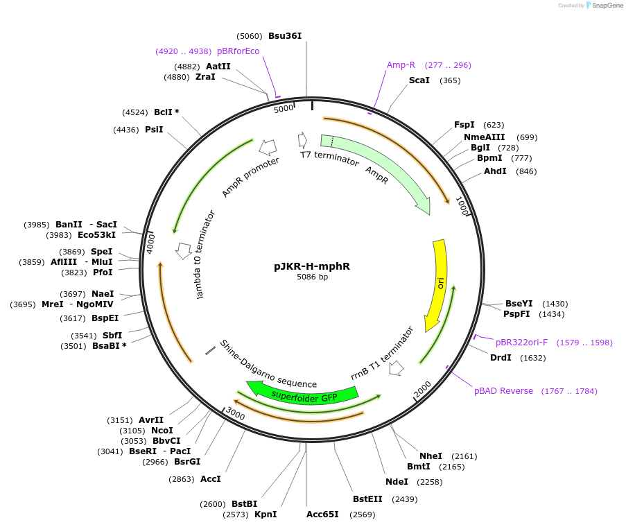 62559-plasmid-map-sequence-id-102837