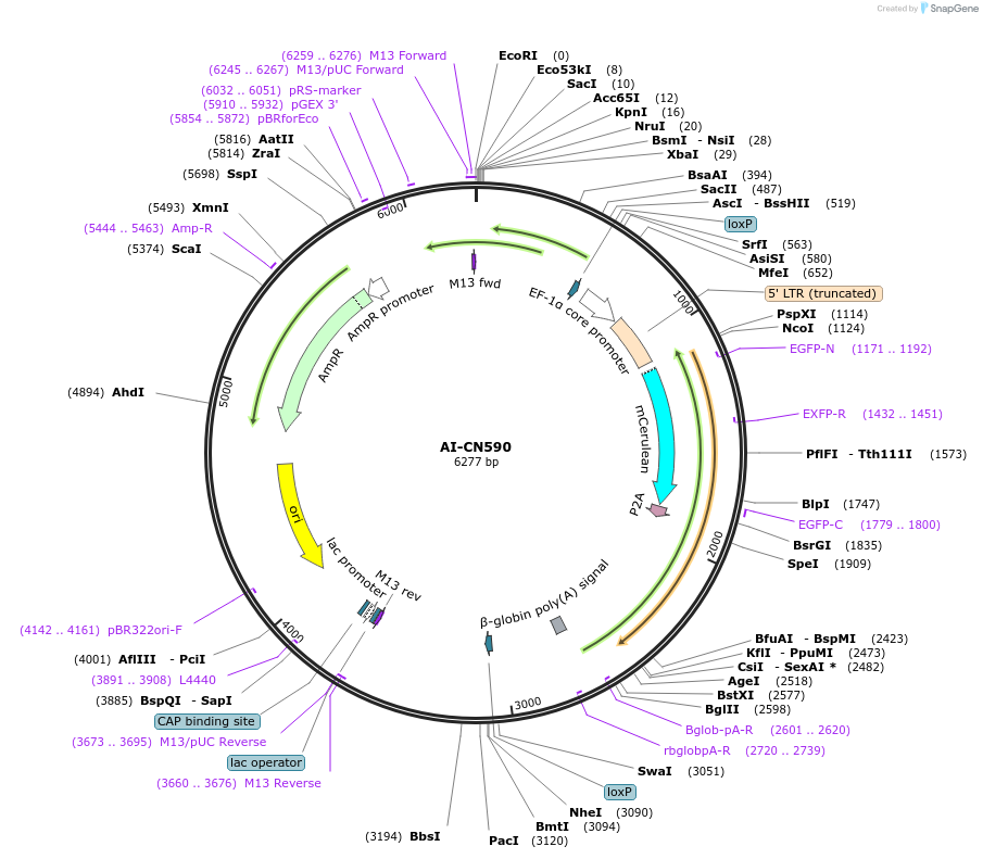 62596-plasmid-map-sequence-id-102902