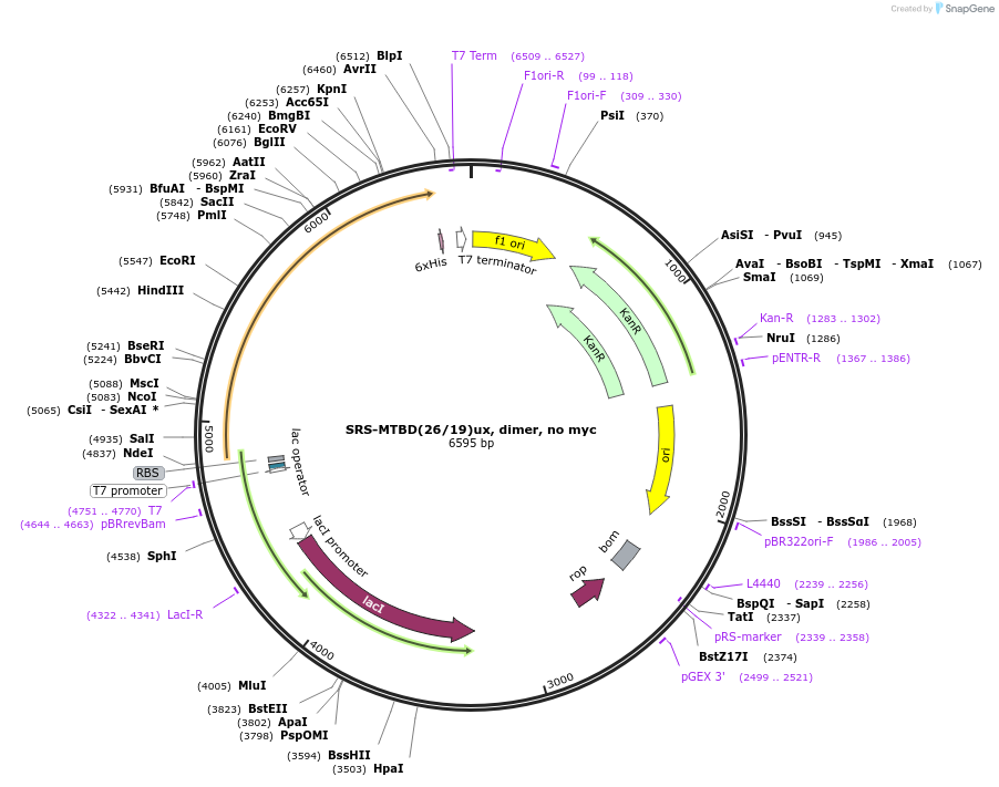 22382-plasmid-map-sequence-id-10291