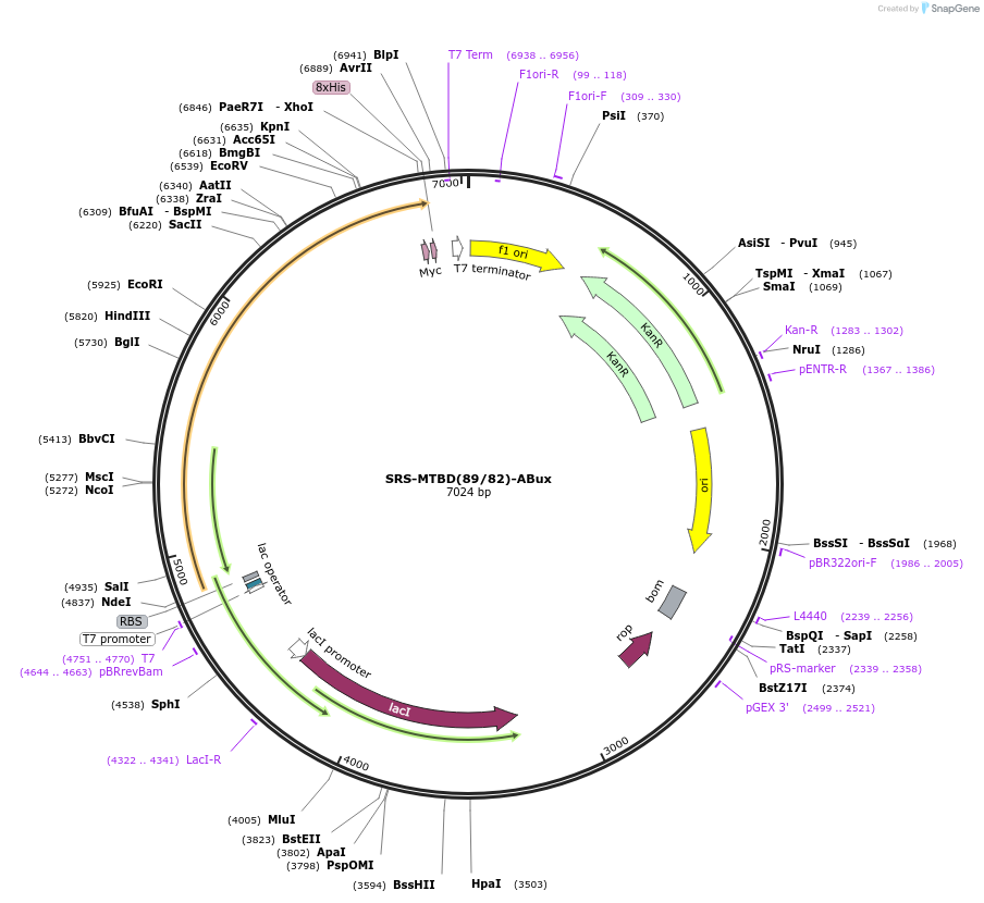 22384-plasmid-map-sequence-id-10292