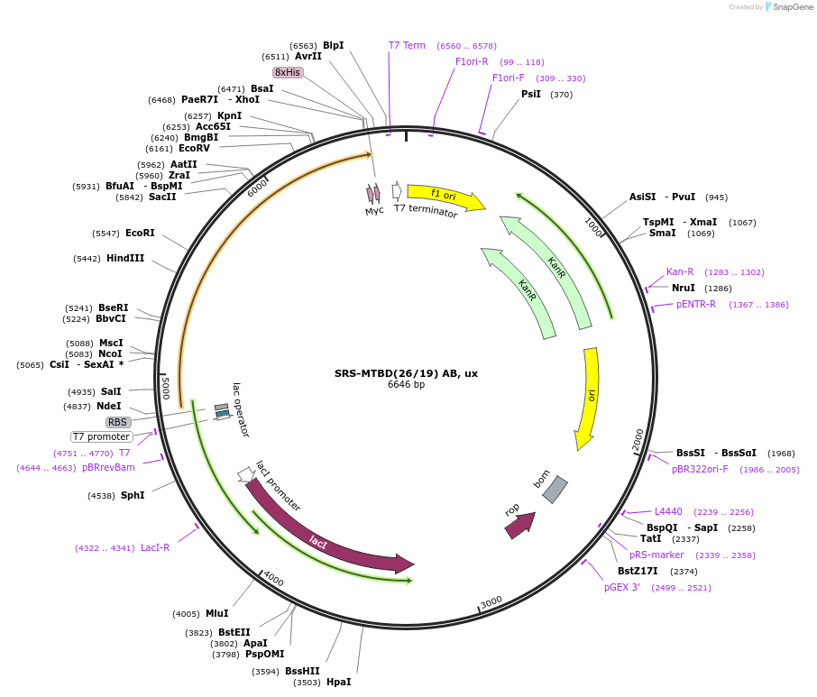 22386-plasmid-map-sequence-id-10294