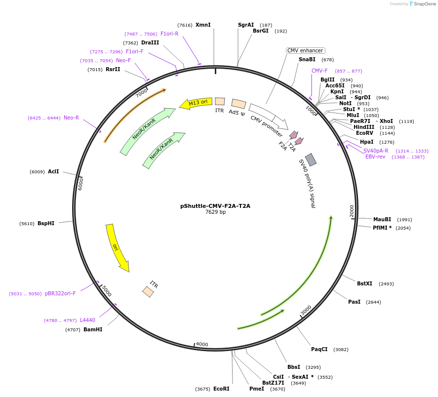62622-plasmid-map-sequence-id-102955