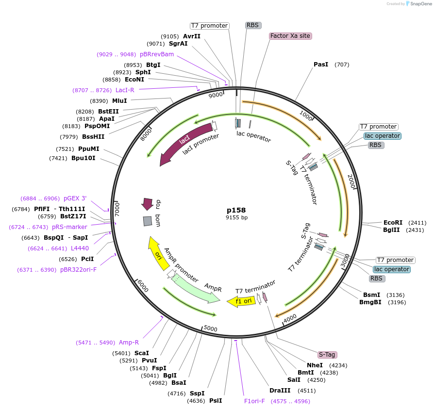 62617-plasmid-map-sequence-id-102961